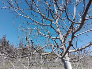 Nogales en receso de invierno