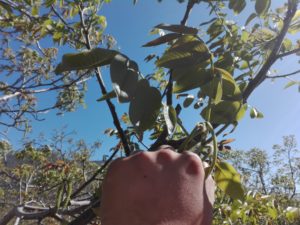 Formacion de arboles en terreno